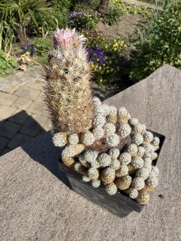 Escobaria sneedii